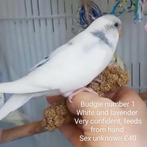 Budgerigars birds for sale: Superb home bred beautifully coloured baby budgies - Video 2