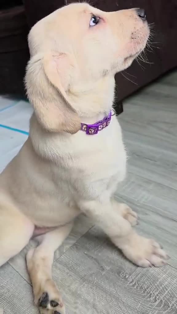 Goldador dogs for sale: Adorable Goldadors waiting for new homes !! - Video 2