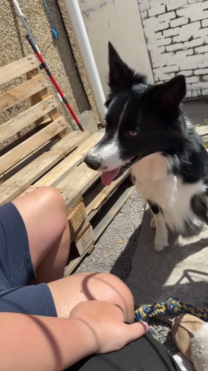 Border Collie dogs for sale: Beau aged 1 (nearly 2)  - Video 1
