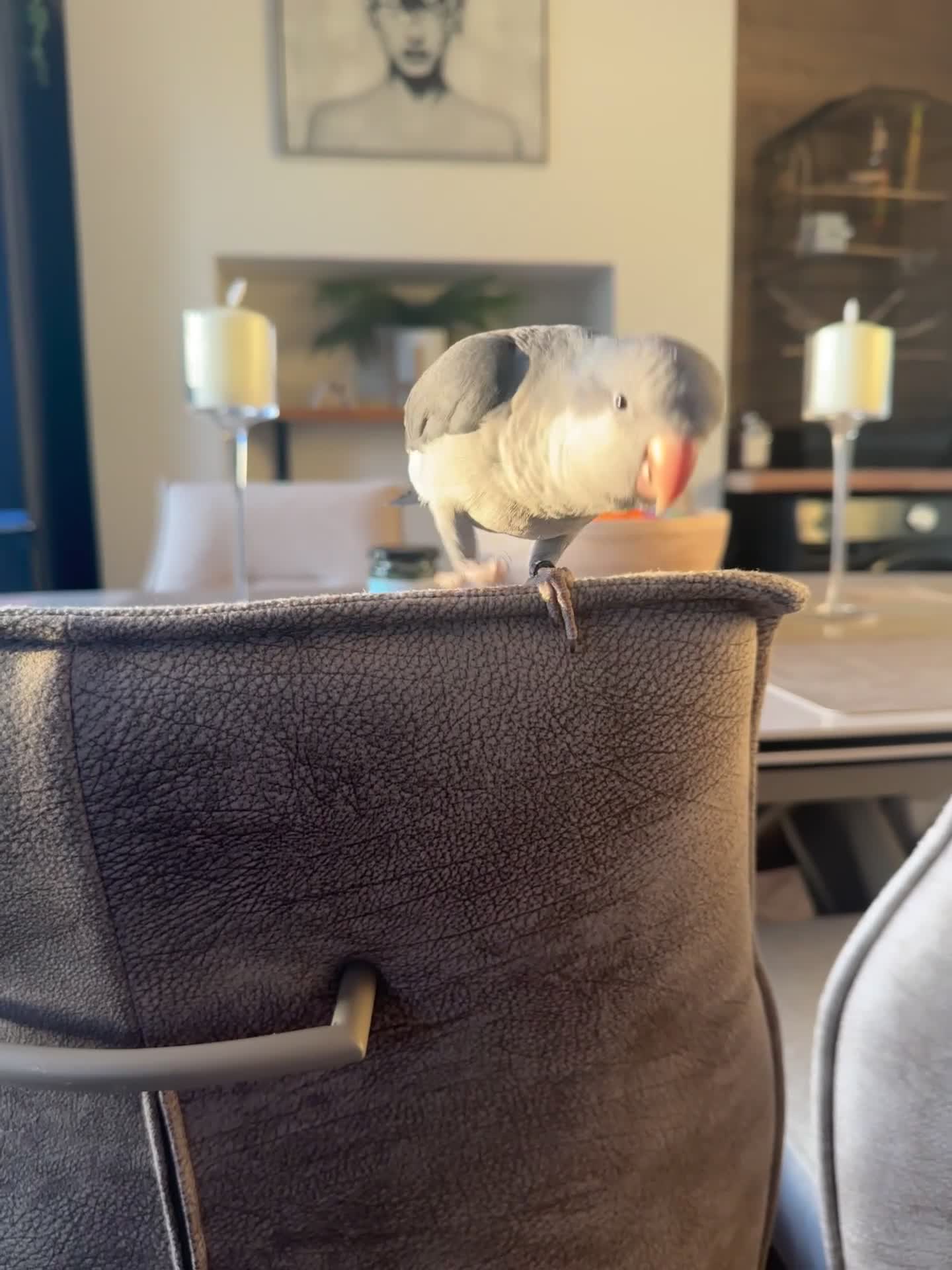 Parrots birds for sale: Beautiful female quacker parrot.  Hand reared  - Video 1