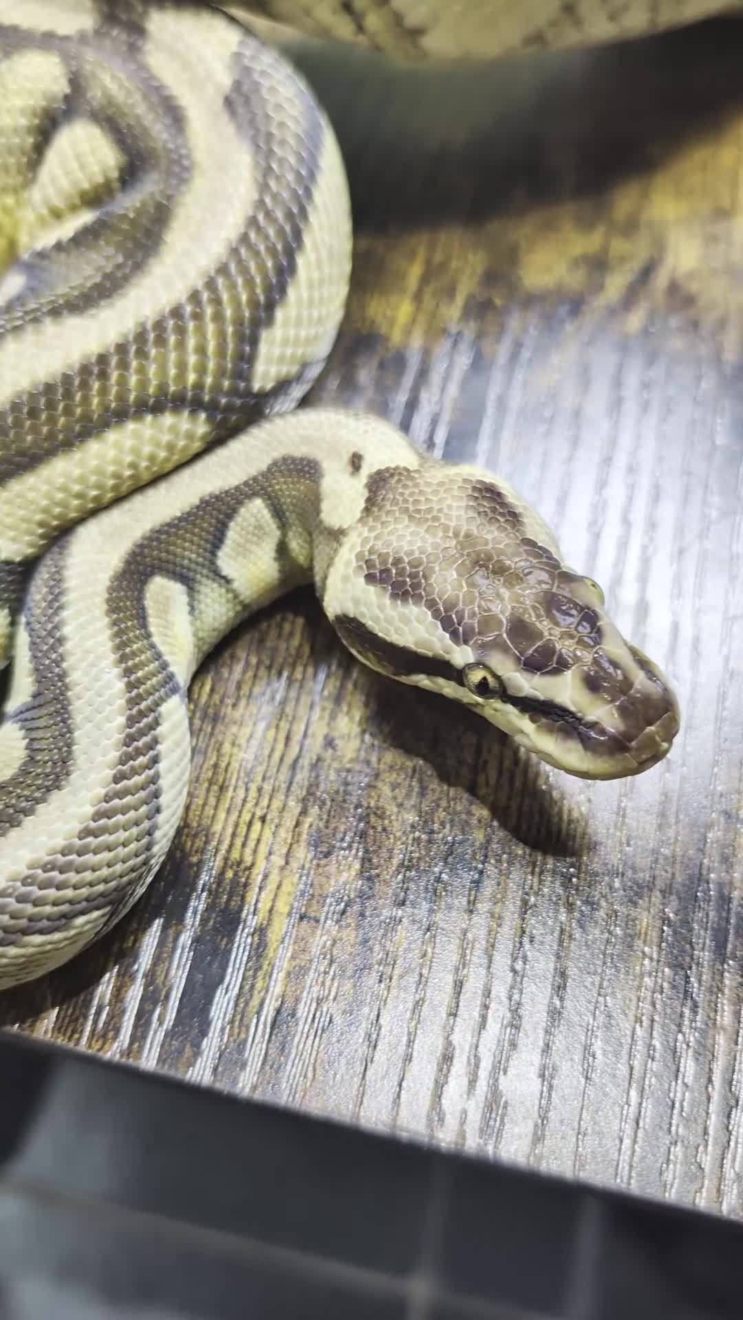 Python Snake reptiles for sale: Pastel enchi female  - Video 1