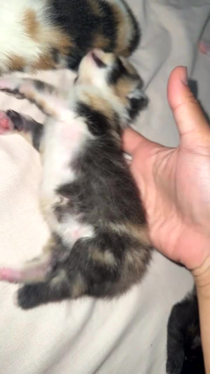 Domestic Shorthair cats for sale: Kittens to giveaway and sell  in Maidenhead - Video 1
