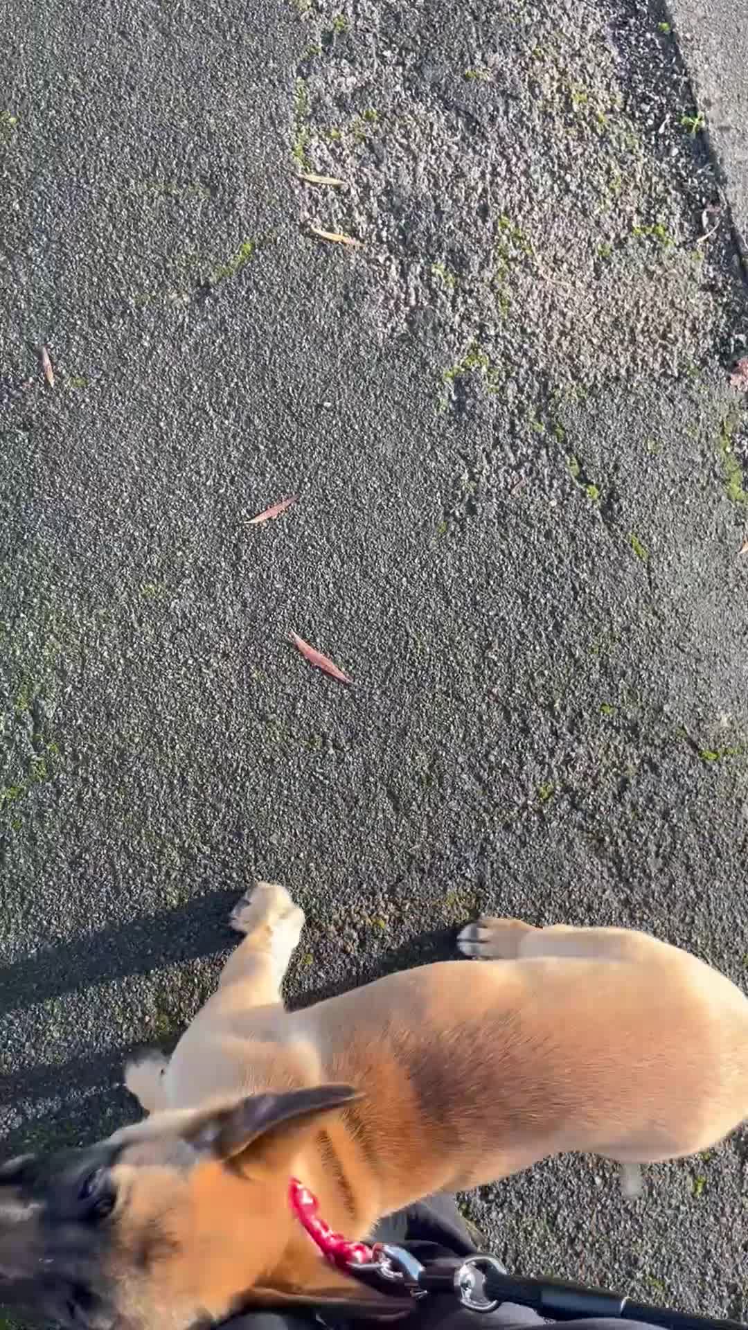 Belgian Shepherd Dog dogs for sale: LOLA - 15wk Belgian Malinois - Video 2