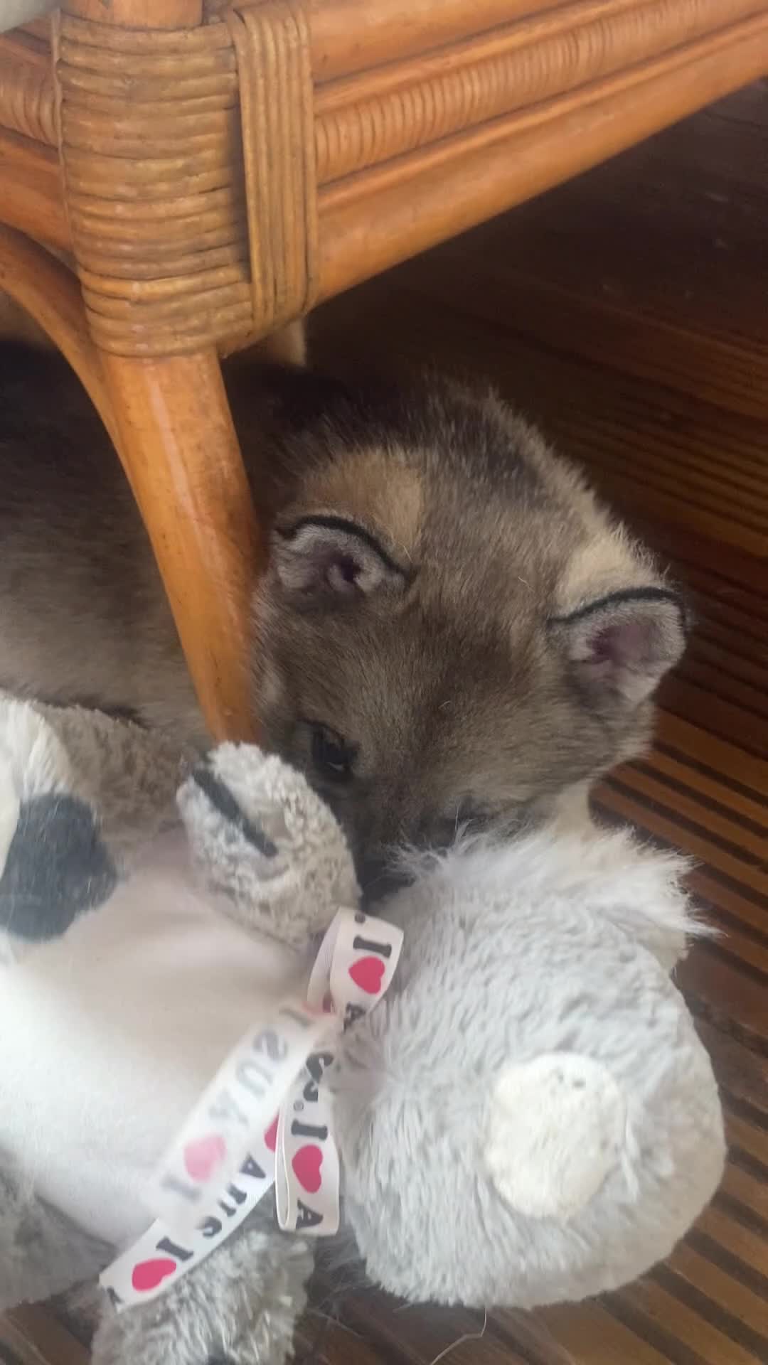 Siberian Husky dogs for sale: Siberian Husky Puppy for sale !  in Preston - Video 1