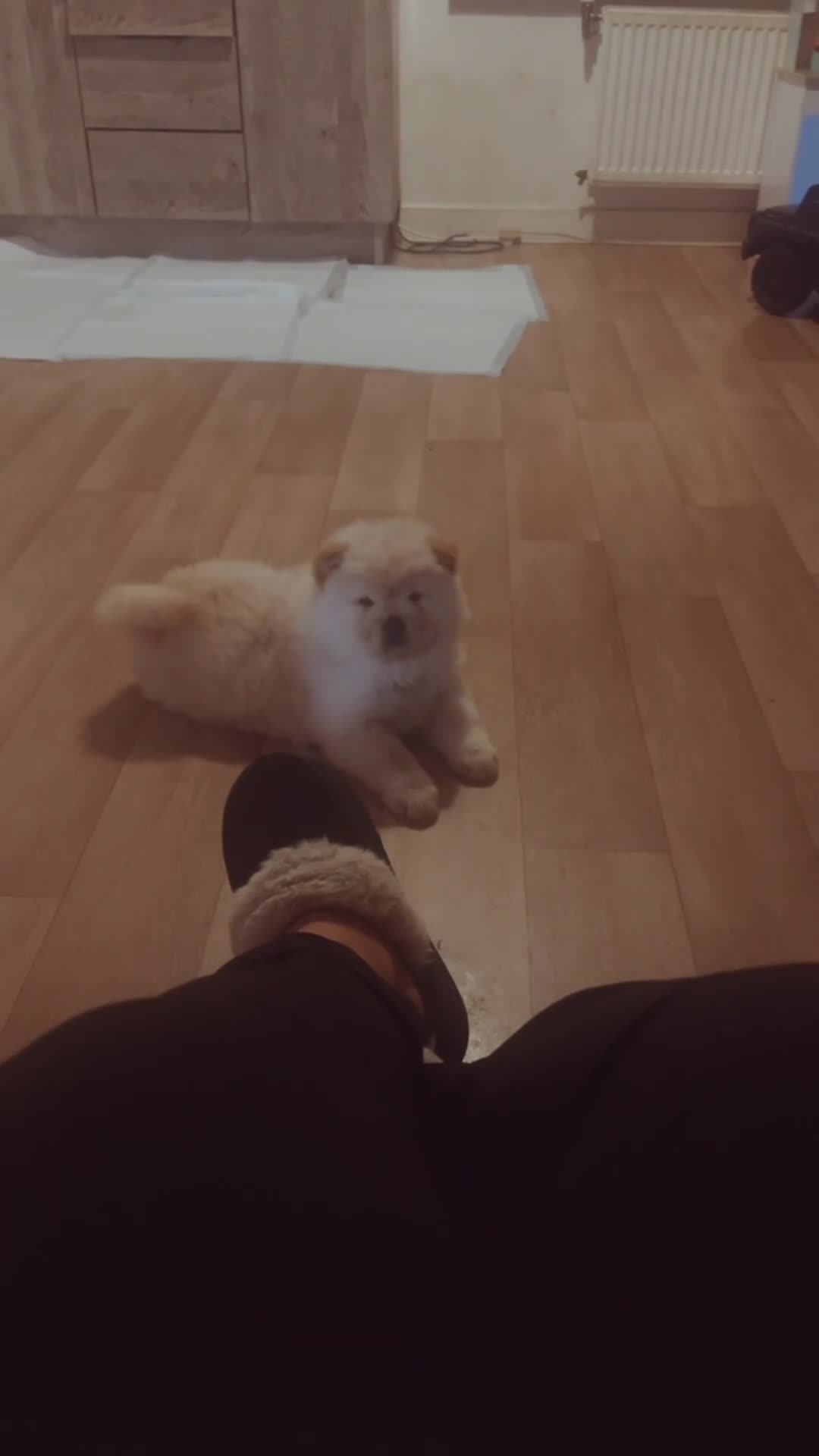 Chow Chow dogs for sale: Miss chow chow mummy  - Video 5