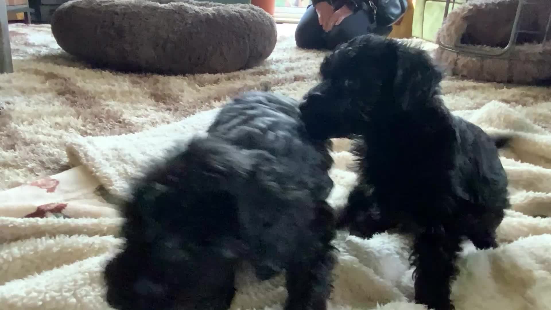 Schnoodle dogs for sale: Stunning miniature Schnoodle puppies - Video 3