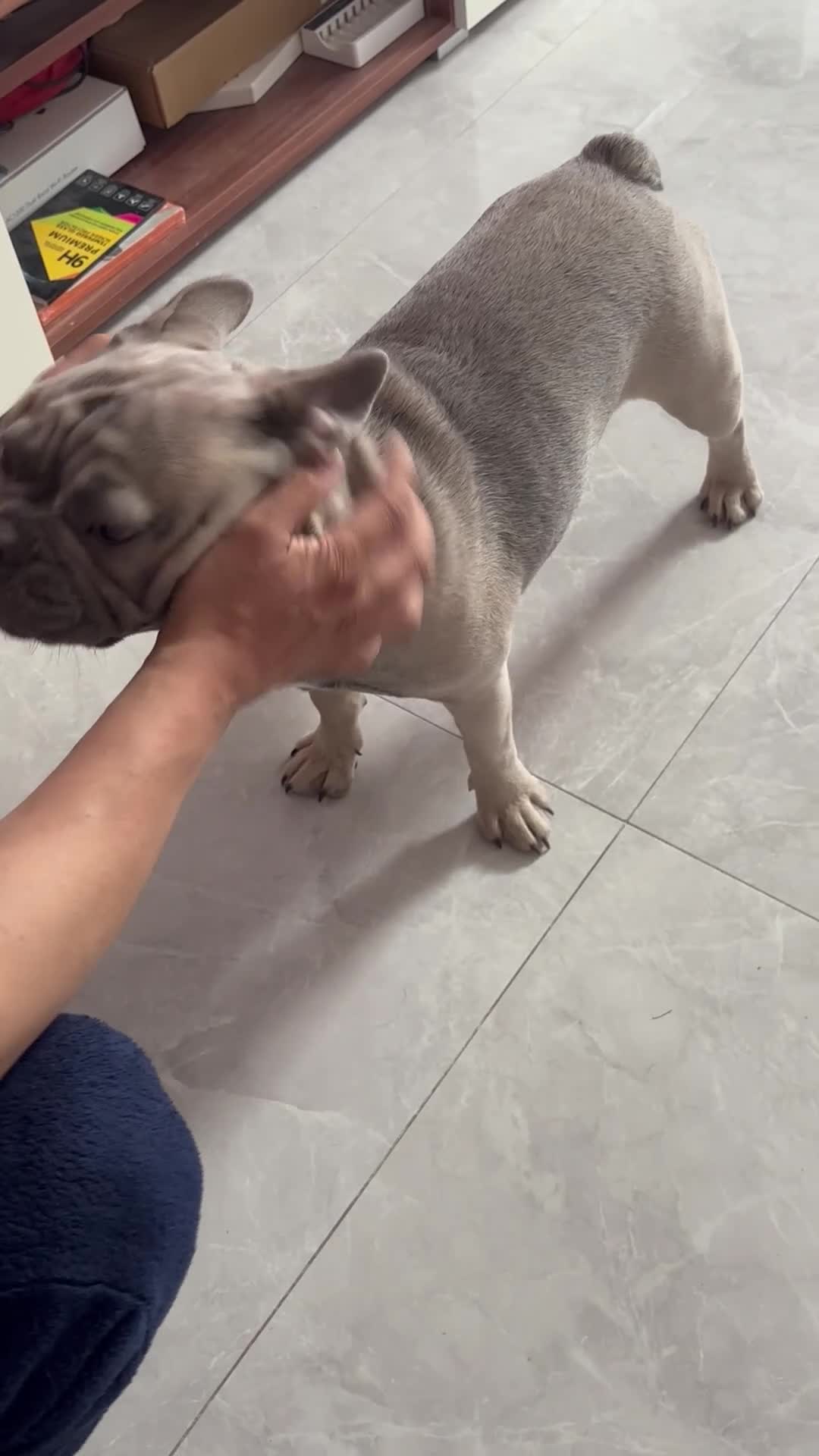 French Bulldog dogs for sale: Female French Bulldog for sale in Sidcup - Video 2