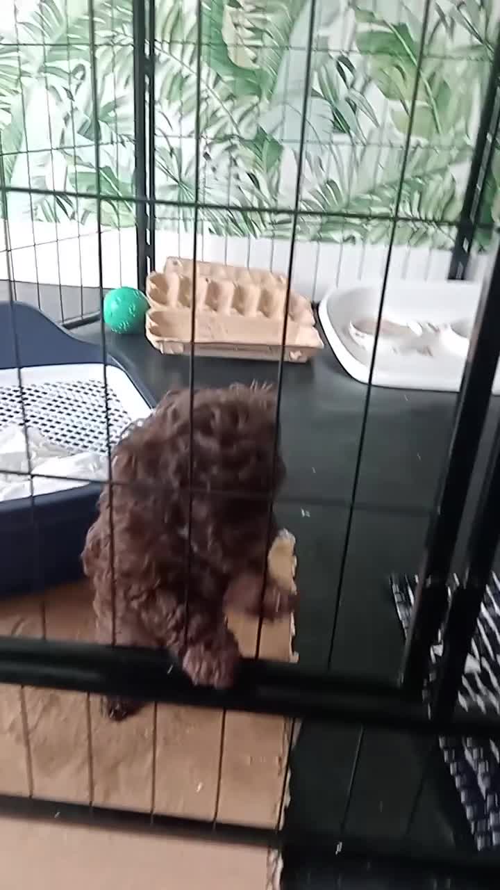 Toy Poodle dogs for sale: Chunky Chocolate Cuddler – Toy Poodle Pup  - Video 1