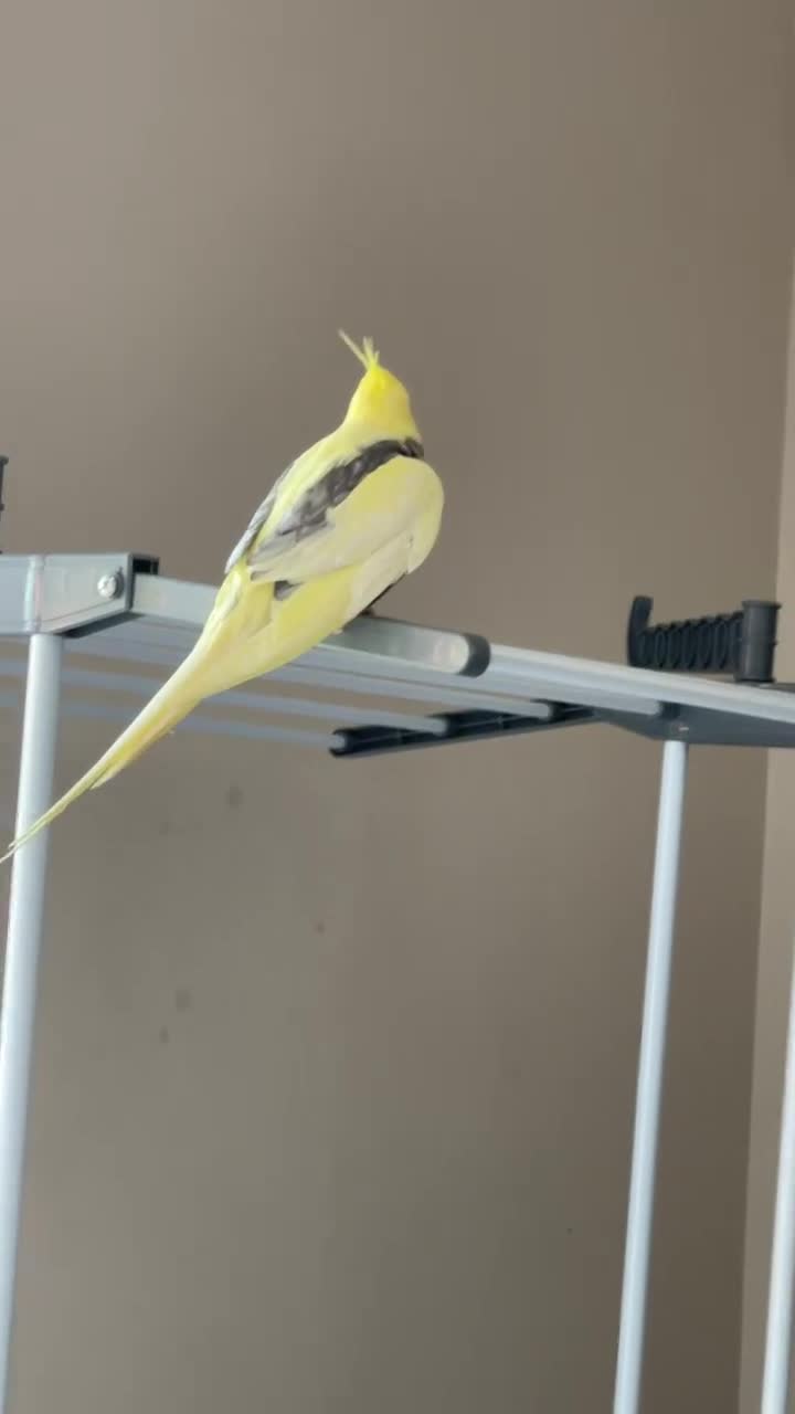 Cockatiels birds for sale: Loving male cockatiel looking for home in Reading - Video 2