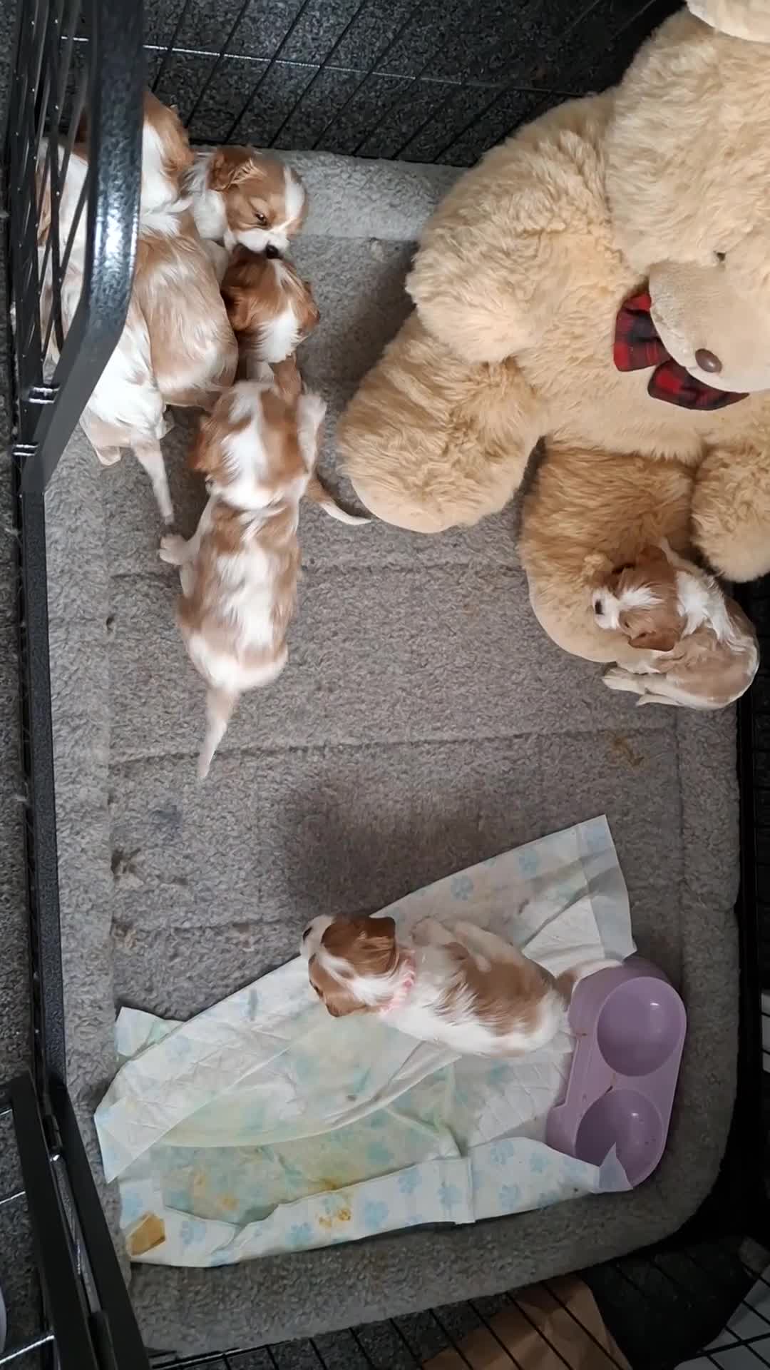 Cavalier King Charles Spaniel dogs for sale: Cavalier Puppies - Video 1
