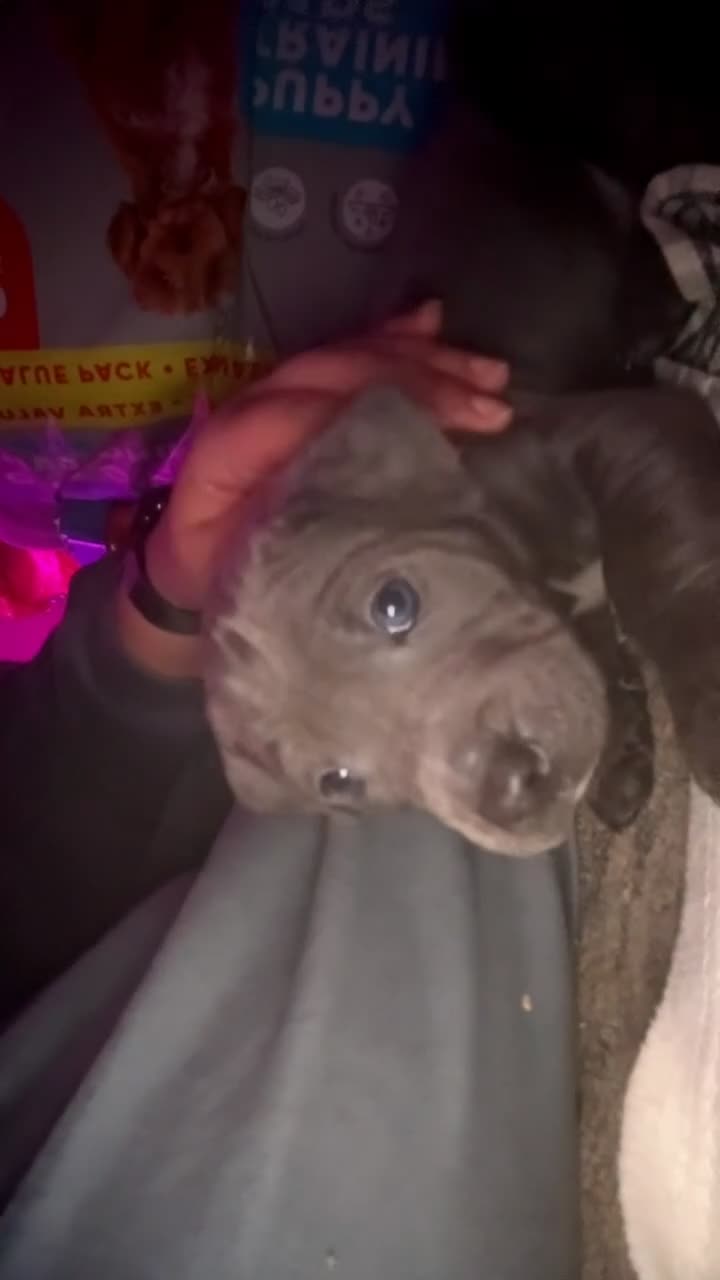 Mixed Breed dogs for sale: Six Beautiful Mix Husky/Italian Mastiff Puppies - Video 5