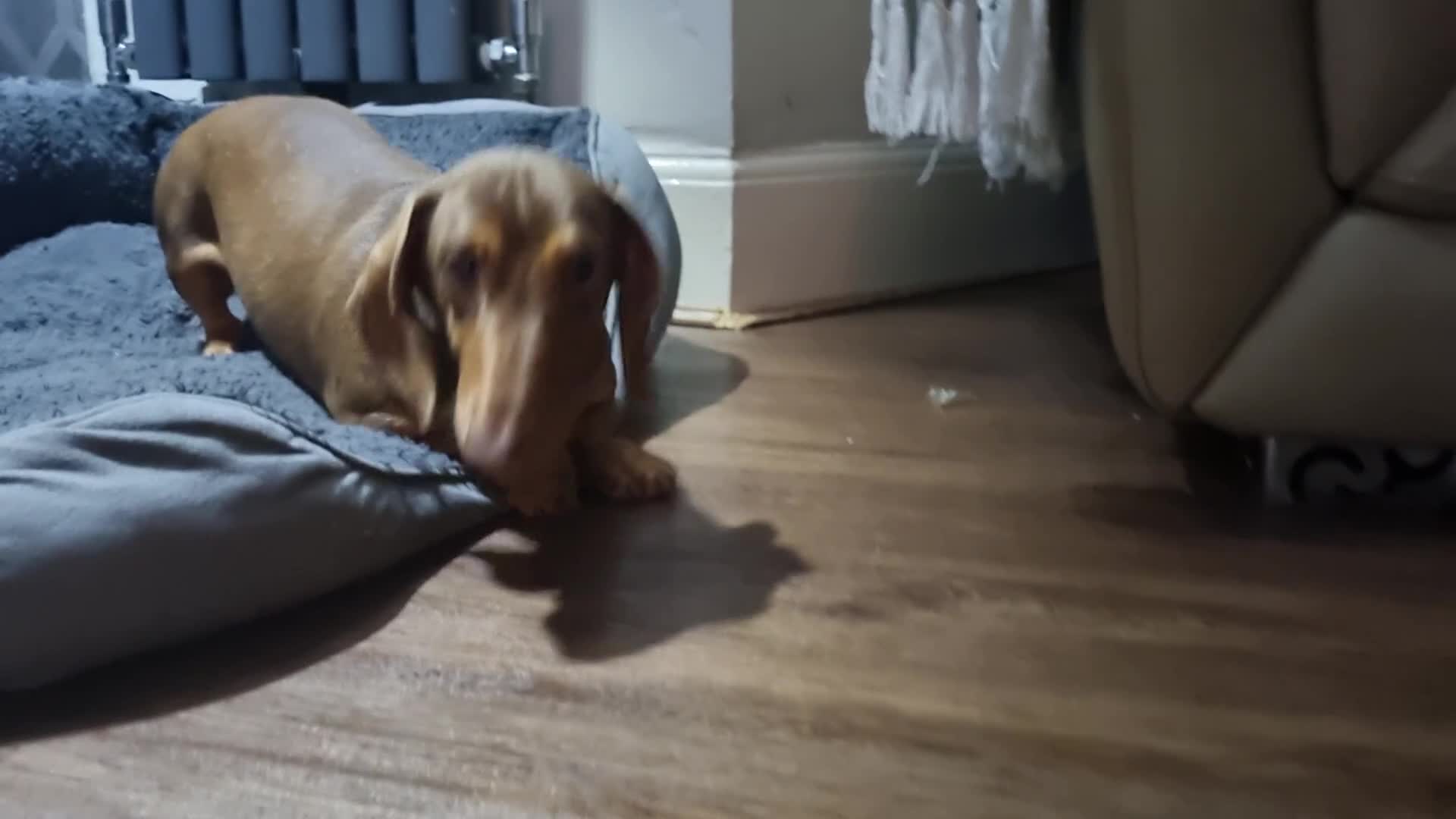 Miniature Dachshund dogs for sale: Chocolate  and tan mini dachshund  - Video 2