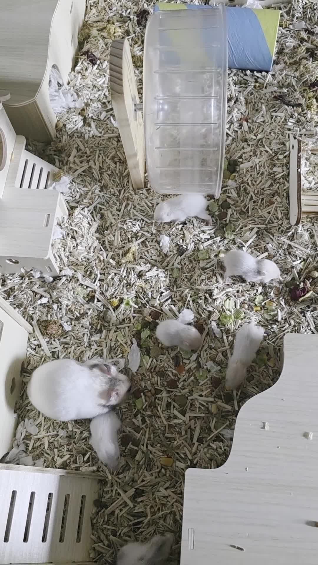 Hamster rodents for sale: 10 baby Hamsters  - Video 1
