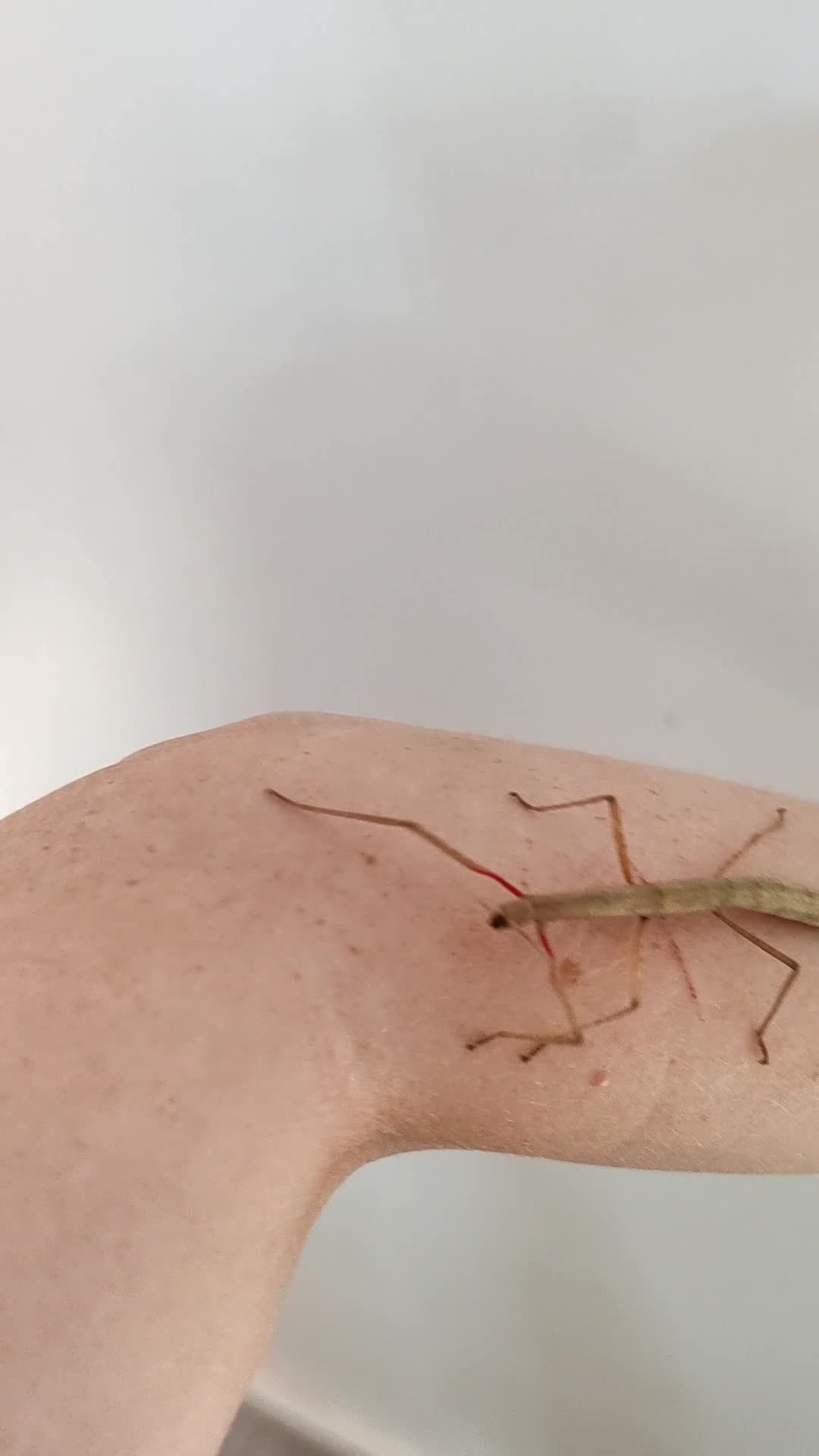 Stick Insects invertebrates for sale: Indian stick insects nymphs, juveniles and mature  - Video 1