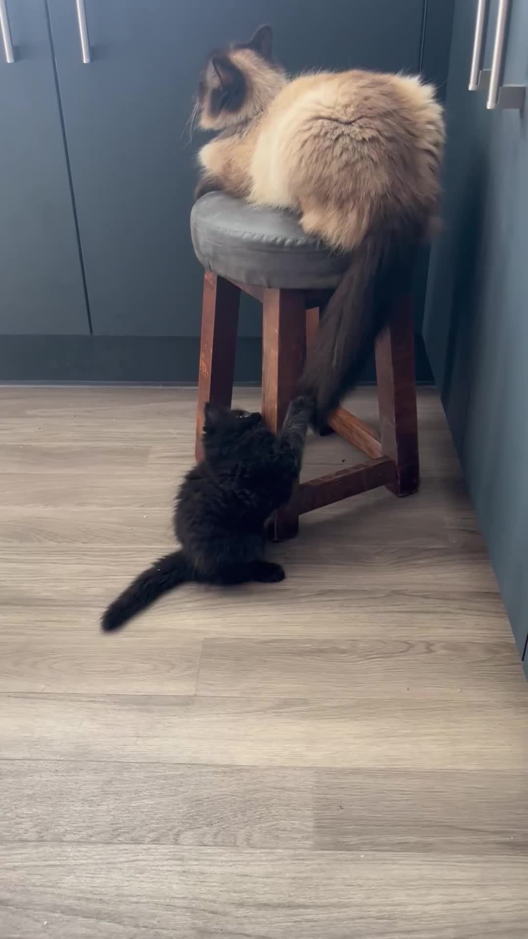 Ragdoll cats for sale: 2 beautiful ragdolls ready for their forever home - Video 4