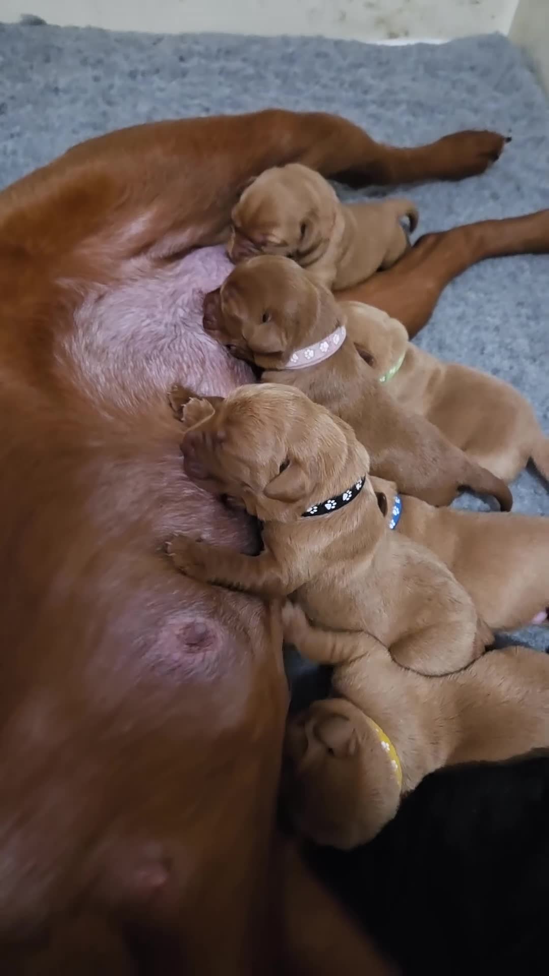 Labrador Retriever dogs for sale: **2 BOYS LEFT** Dark Fox Red Labrador Puppies - Video 1