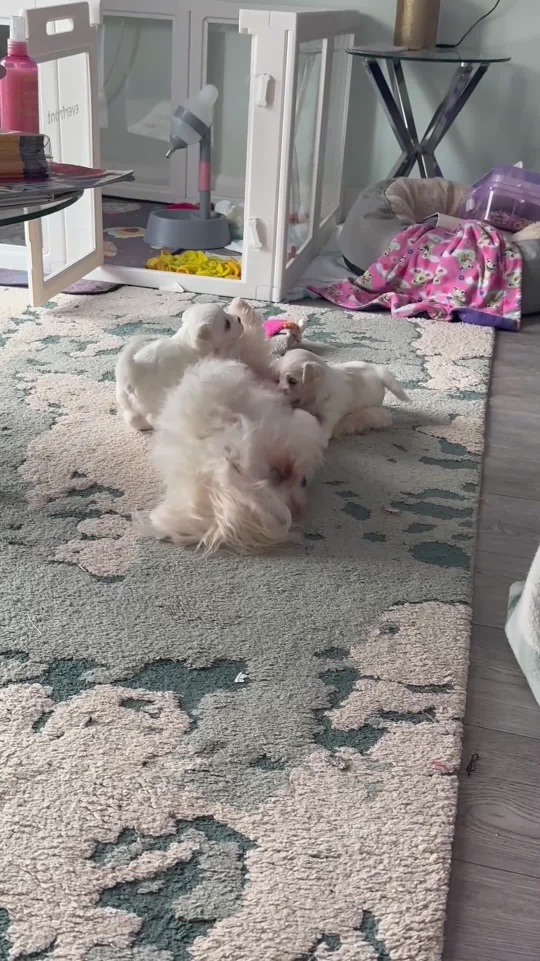Maltese dogs for sale: Adorable KC Maltese puppies  - Video 3
