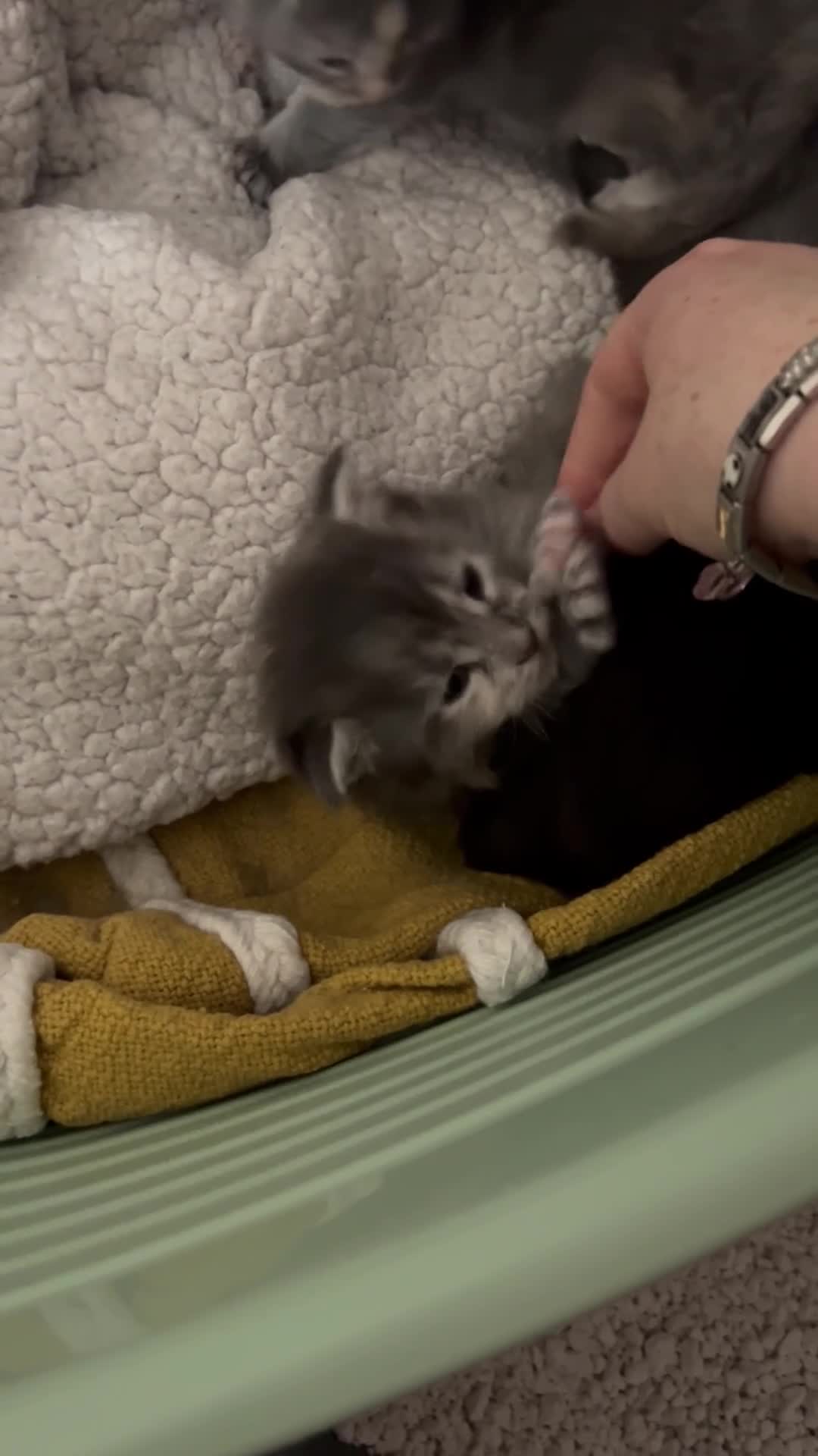 Maine Coon cats for sale: MAINECOON KITTENS🤍 - Video 1
