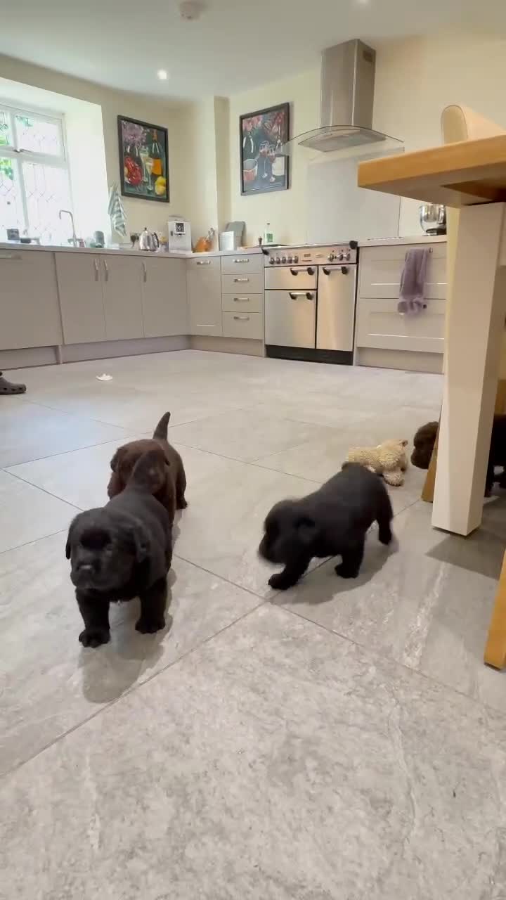 Labrador Retriever dogs for sale: KC registered Labradors - Video 3