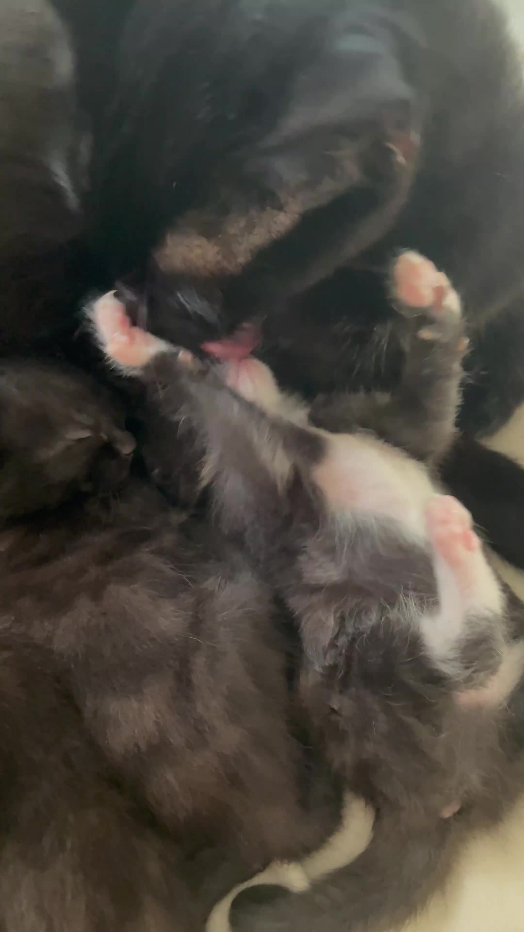 Mixed Breed cats for sale: 3 newborn kittens for rehoming  - Video 1