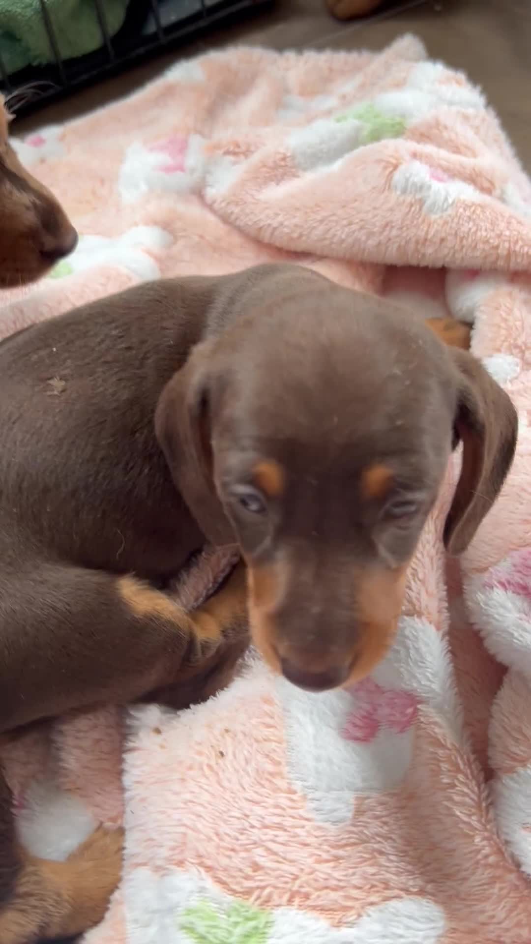 Dachshund dogs for sale: Dachshund medium/small dappled chocolate - Video 3