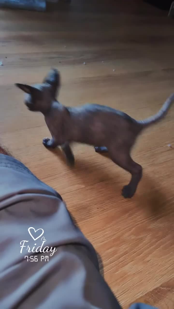 Sphynx cats for sale: Gorgeous Bambino Sphynx  - Video 3