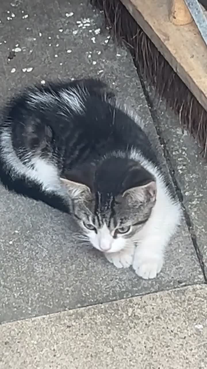 Domestic Shorthair cats for sale: Looking for a loving home and for FREE - Video 1