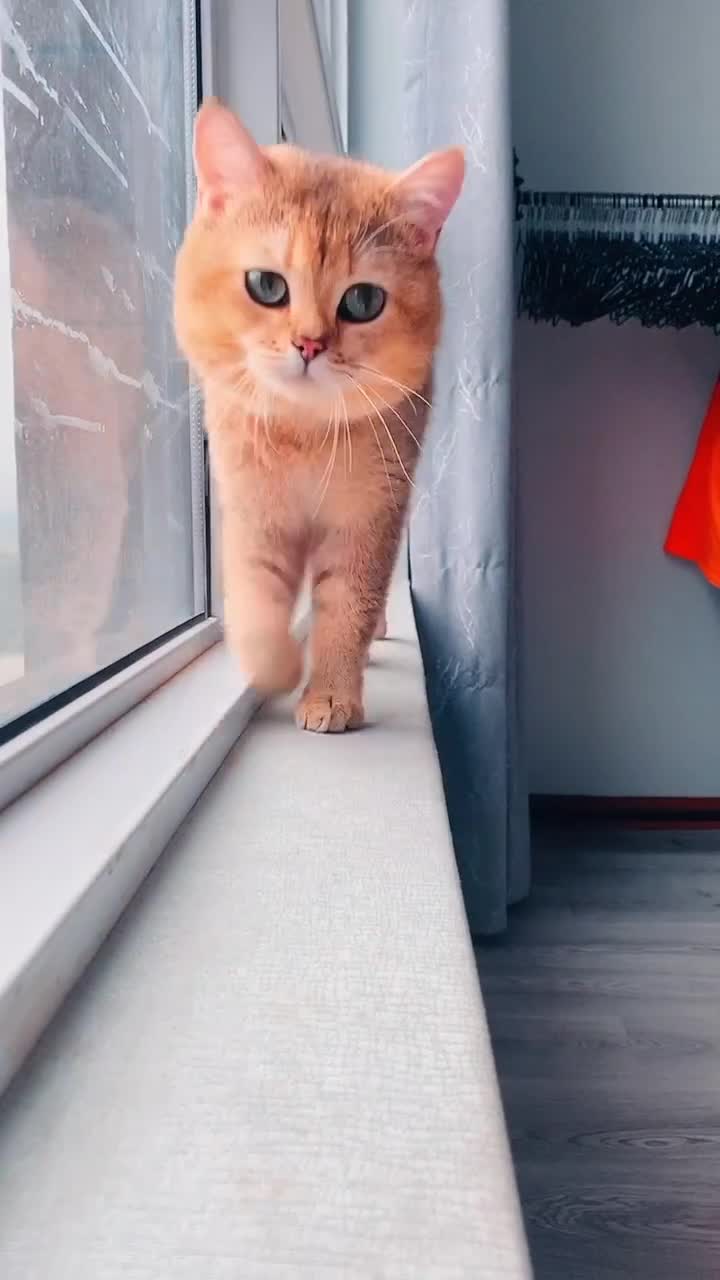 British Shorthair cats for sale: British Shorthair up for adoption  - Video 3