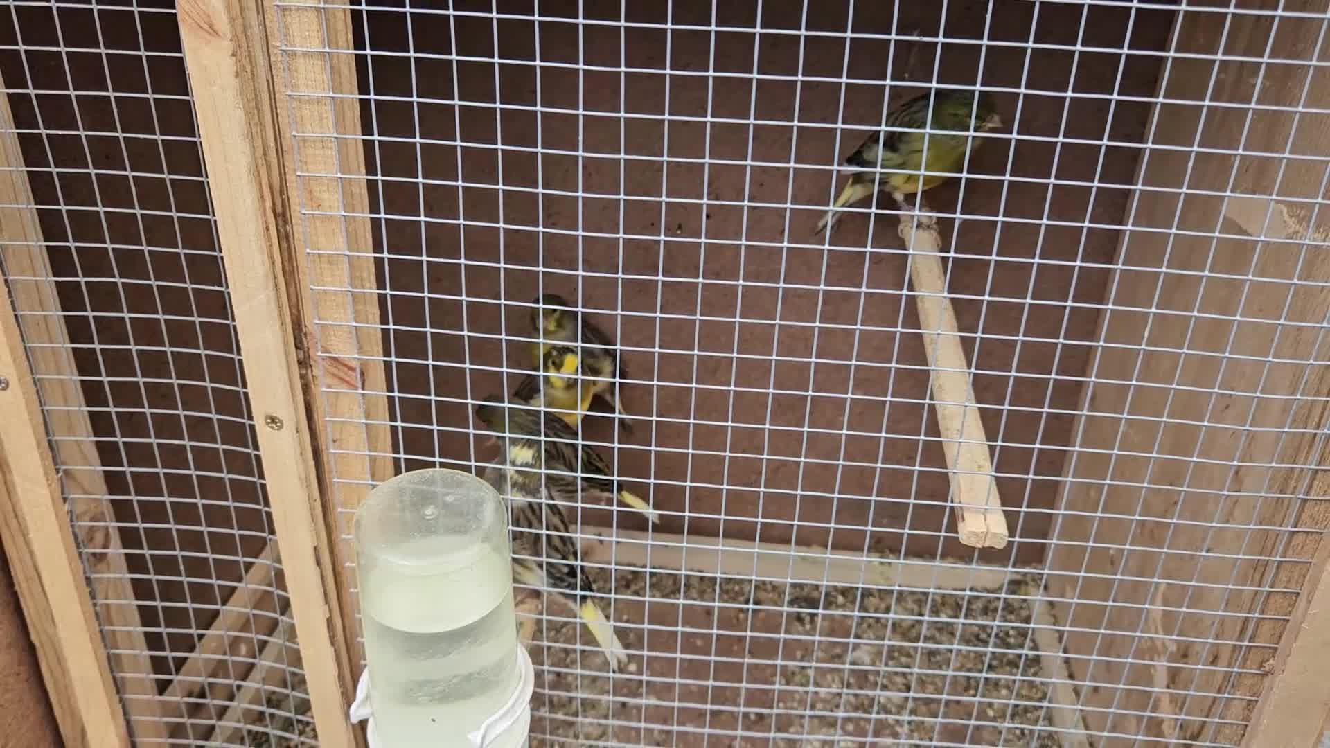 Canaries birds for sale: Mixed canaries unsexed - Video 1
