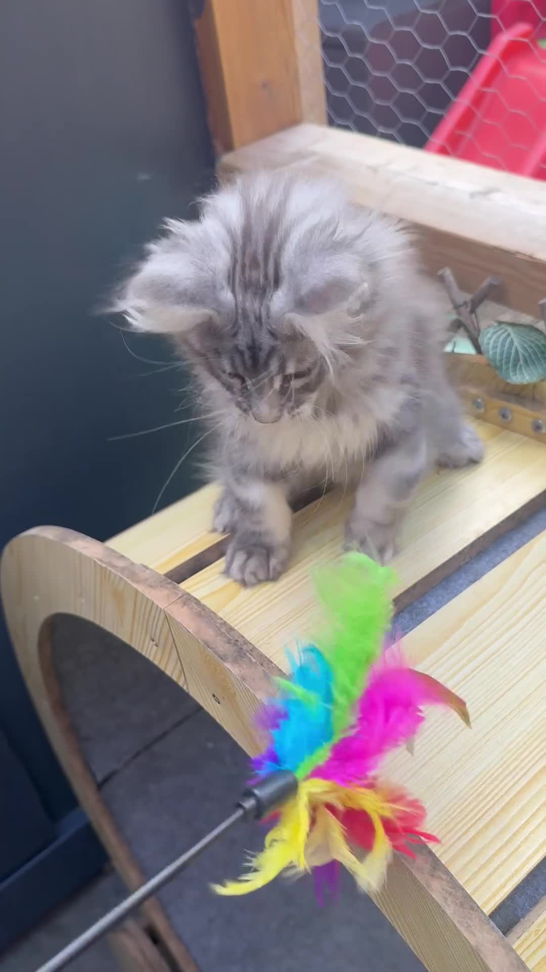 Maine Coon cats for sale: 5 Blue and Black smoke Maine Coon kittens left in Sudbury - Video 2