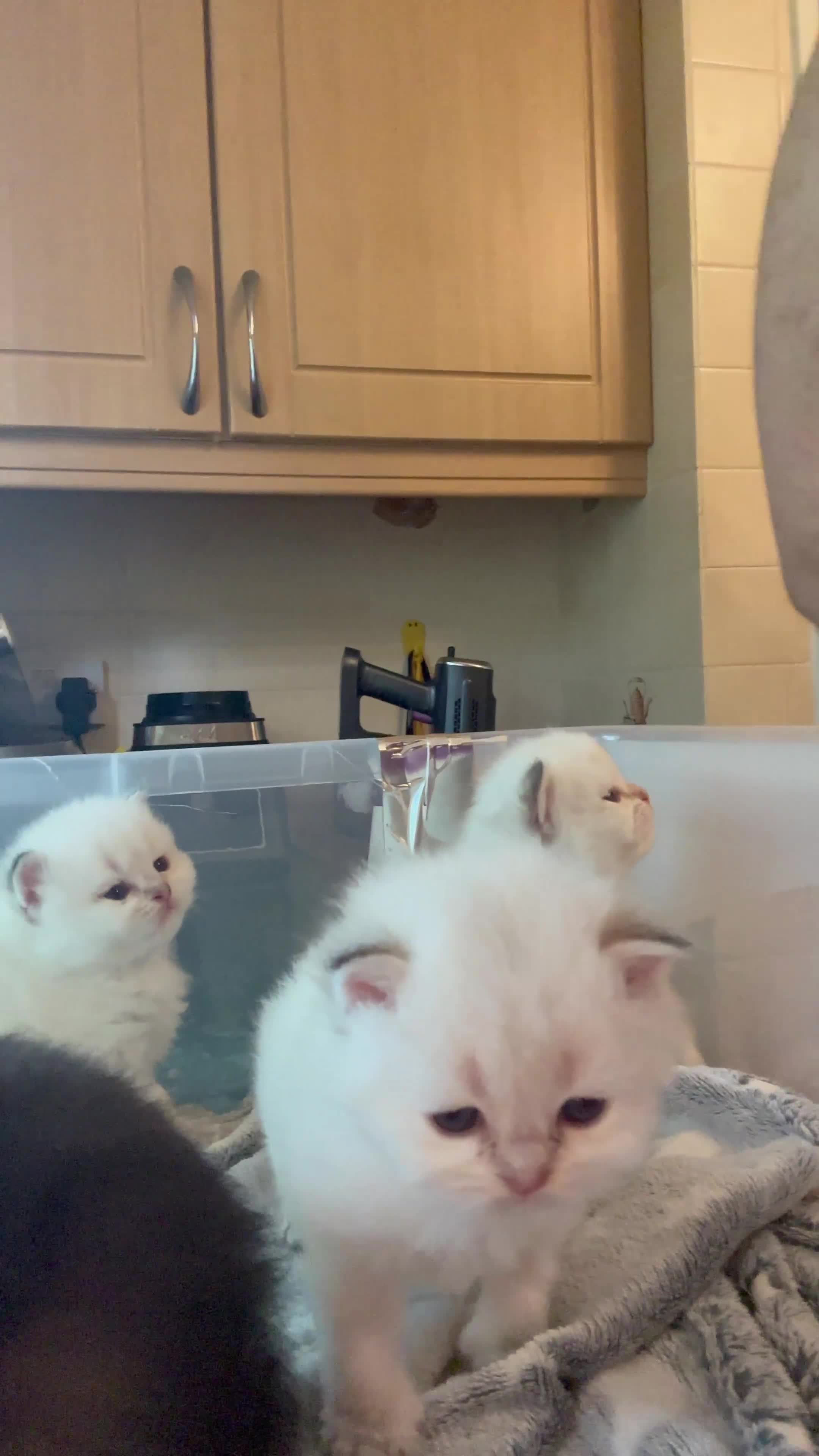 British Longhair cats for sale: Top qualityBritish longhaired kitten white&golden  - Video 2