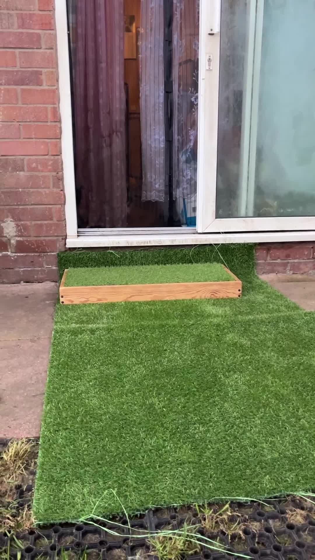 Siberian Husky dogs for sale: Siberian husky puppies available - Video 1