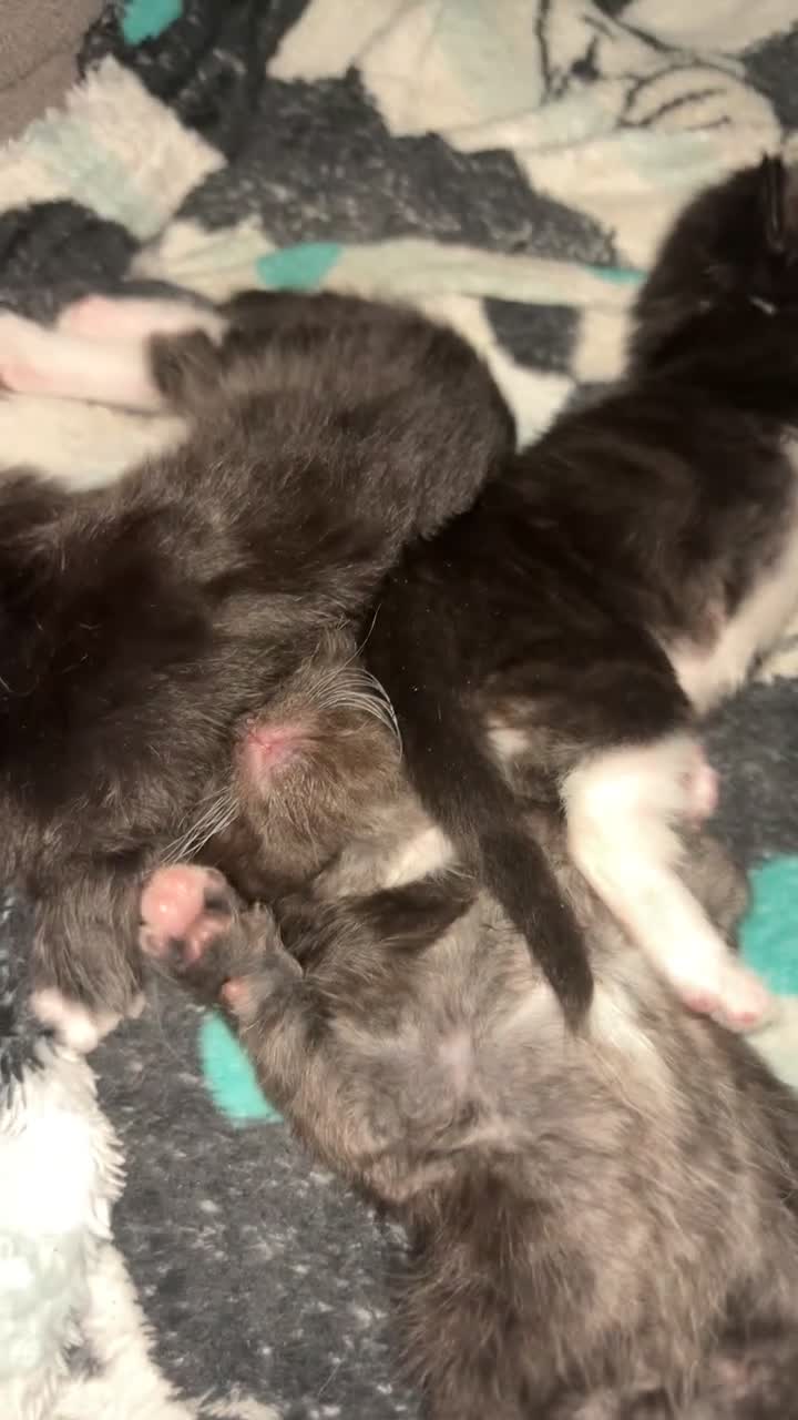 Mixed Breed cats for sale: 4 ragdoll x tuxedo kittens for sale! in Walsall - Video 2