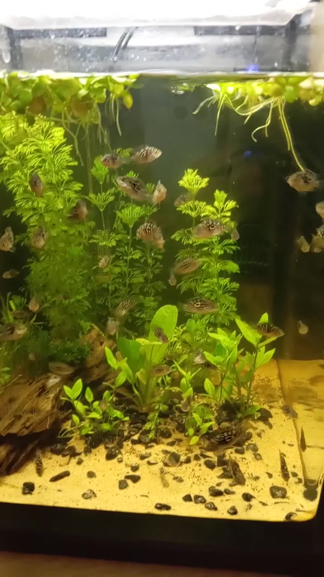 Cichlids fish for sale: Jack Dempsey's - Video 1