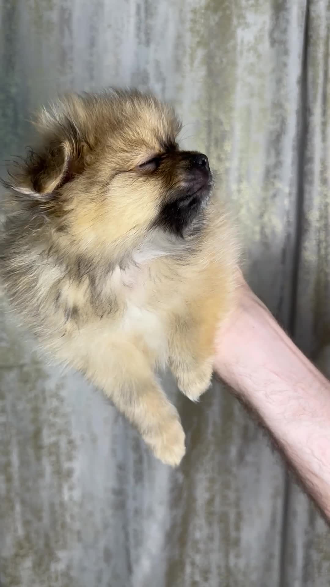 Pomeranian dogs for sale: Pomeranian puppies 💕 - Video 3