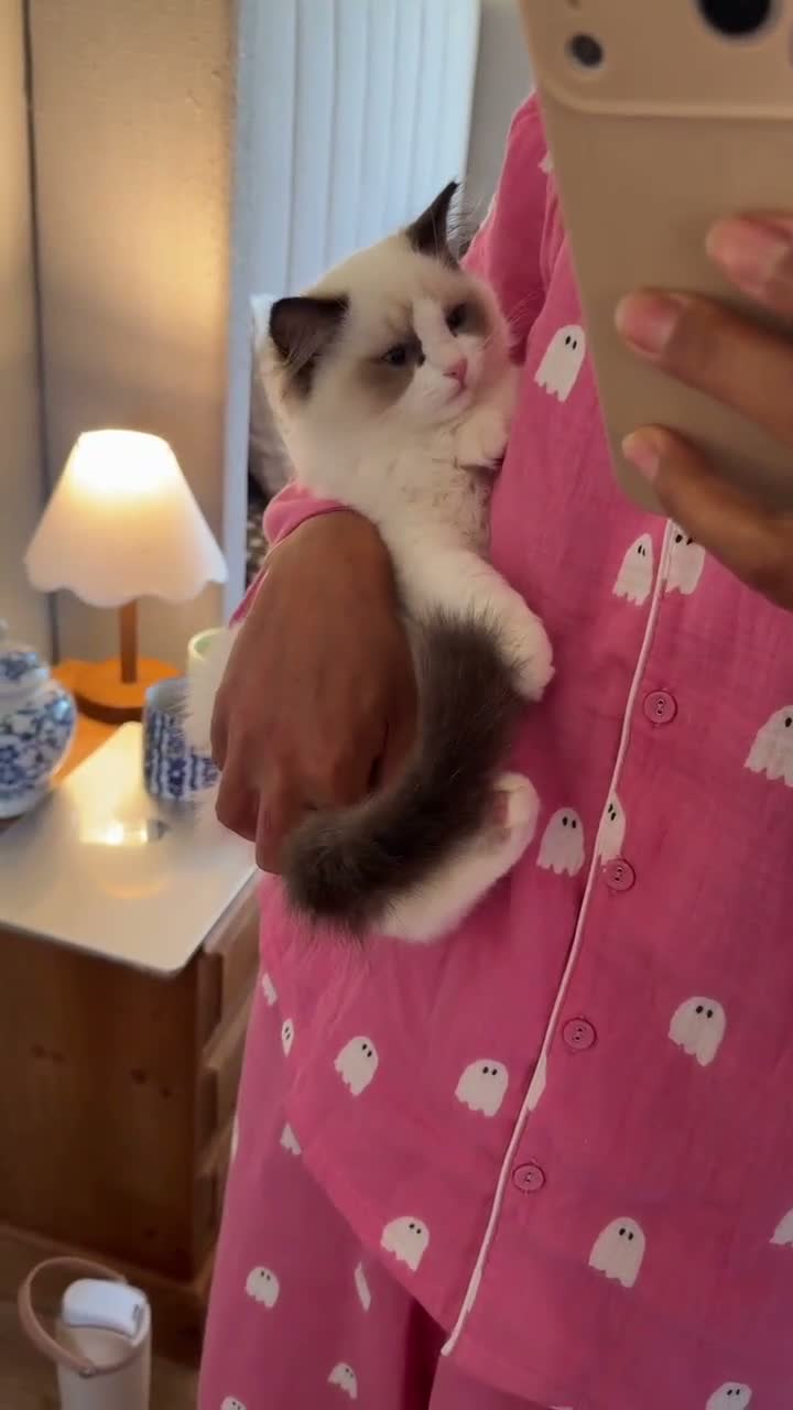 Ragdoll cats for sale: 🏆 RAGDOLL KITTENS 🏆 SHOW QUALITY  - Video 1