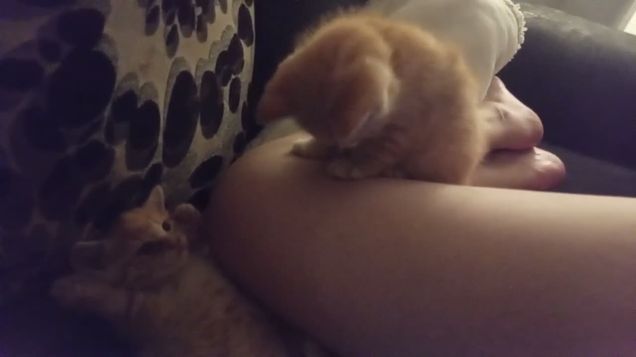 Domestic Shorthair cats for sale: Ginger baby kittens in Stoke-on-Trent - Video 2