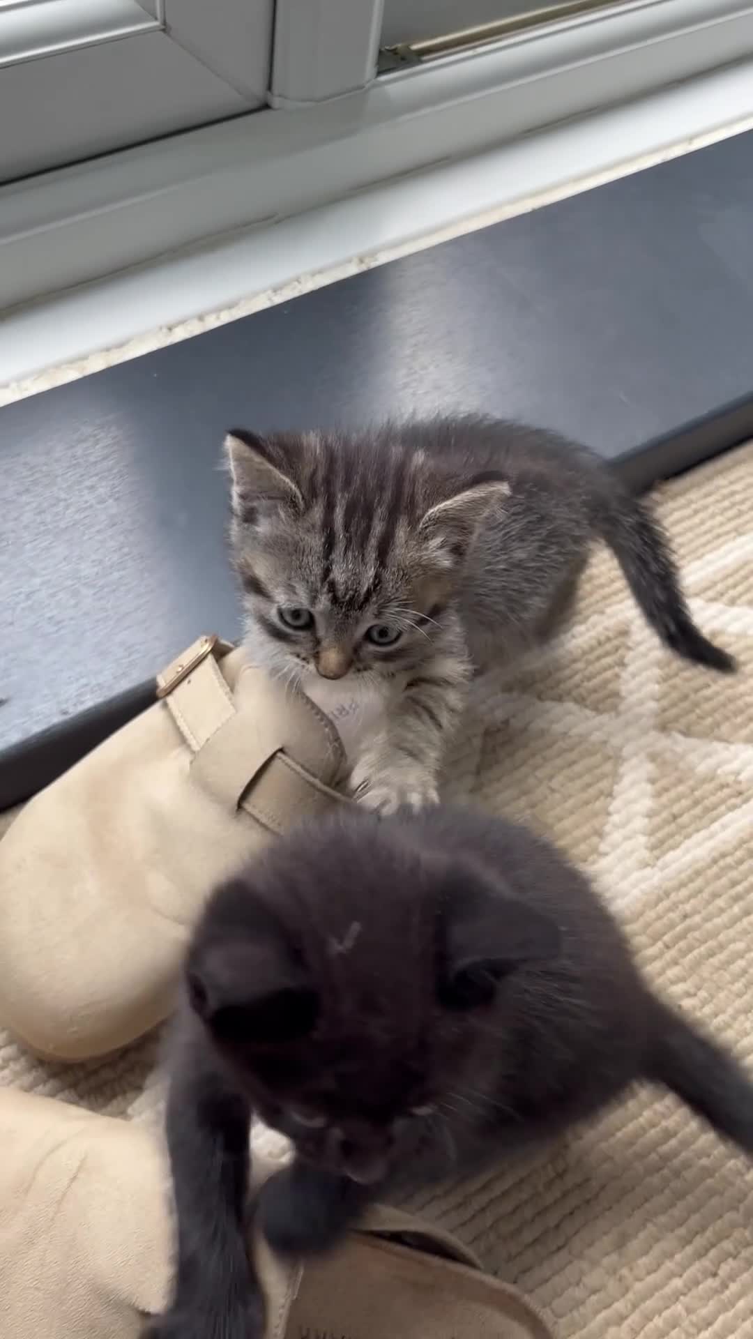 Mixed Breed cats for sale: Cute kitties  - Video 1