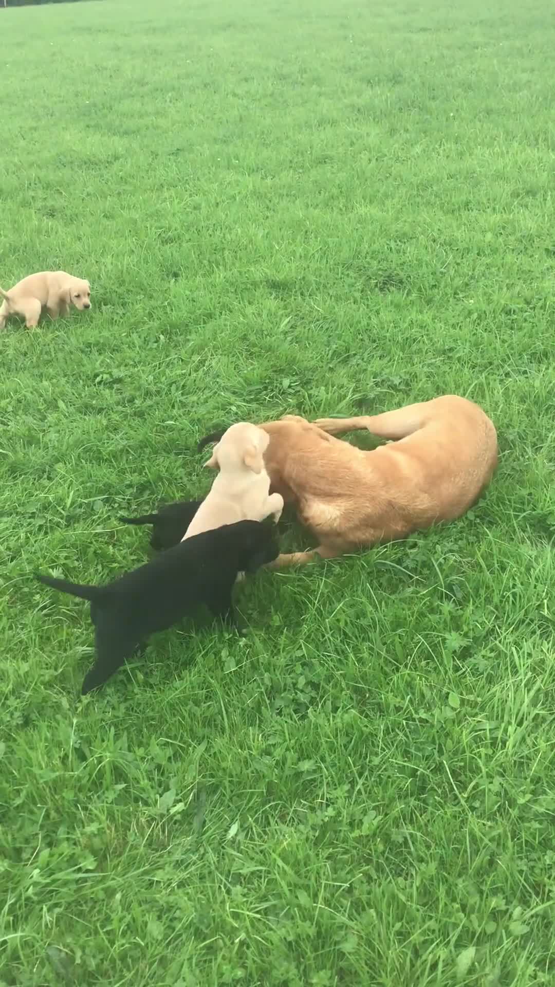 Labrador Retriever dogs for sale: Beautiful KC Reg Lab pups- Ready now! - Video 1