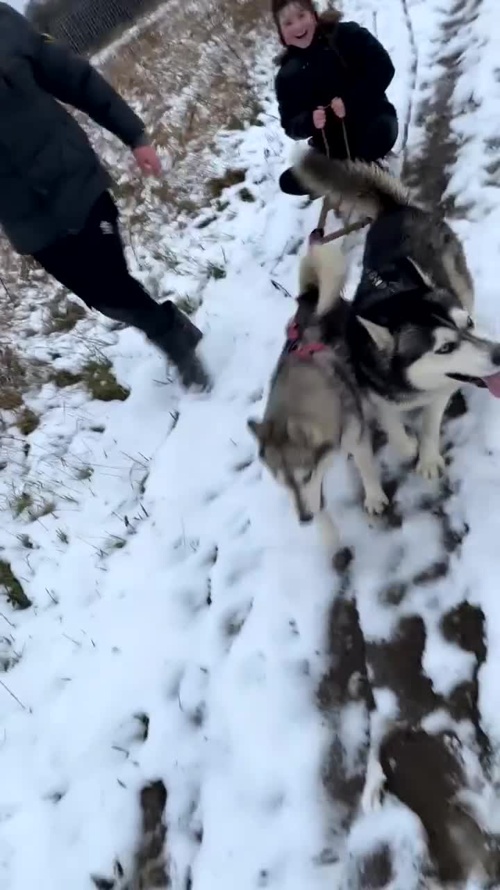 Utonagan dogs for sale: To husky up for sale one girl ,one boy  - Video 4