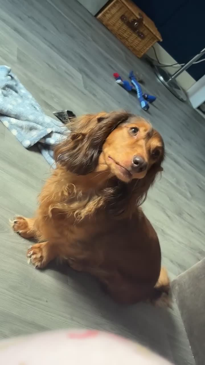 Miniature Dachshund dogs for sale: Rehoming🏡 - Video 1