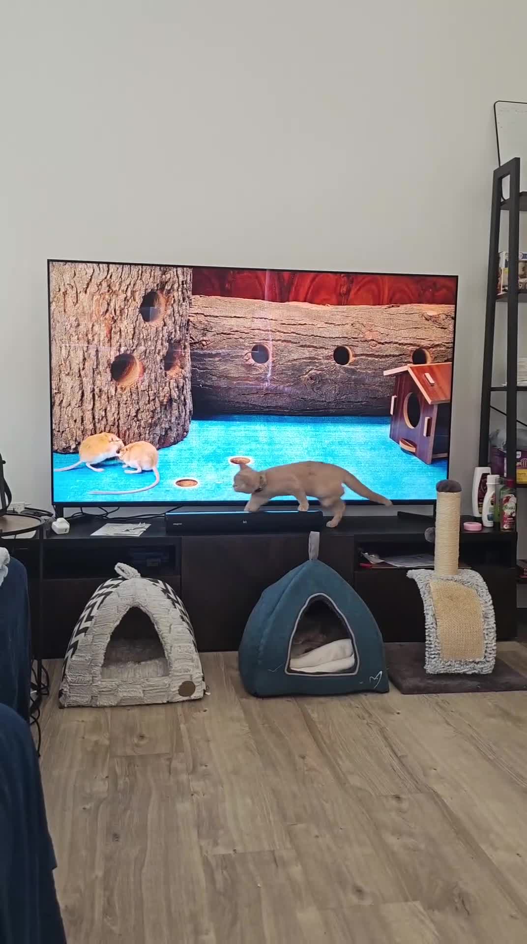 British Shorthair cats for sale: 2 beautiful cats for sale  - Video 3