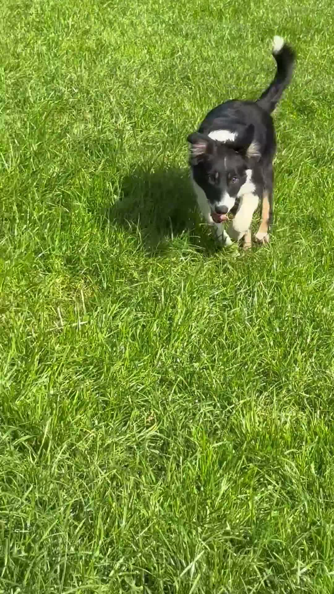 Border Collie dogs for sale: 🐾 Beautiful Border Collie Pup (Bet)  🐾 - Video 1