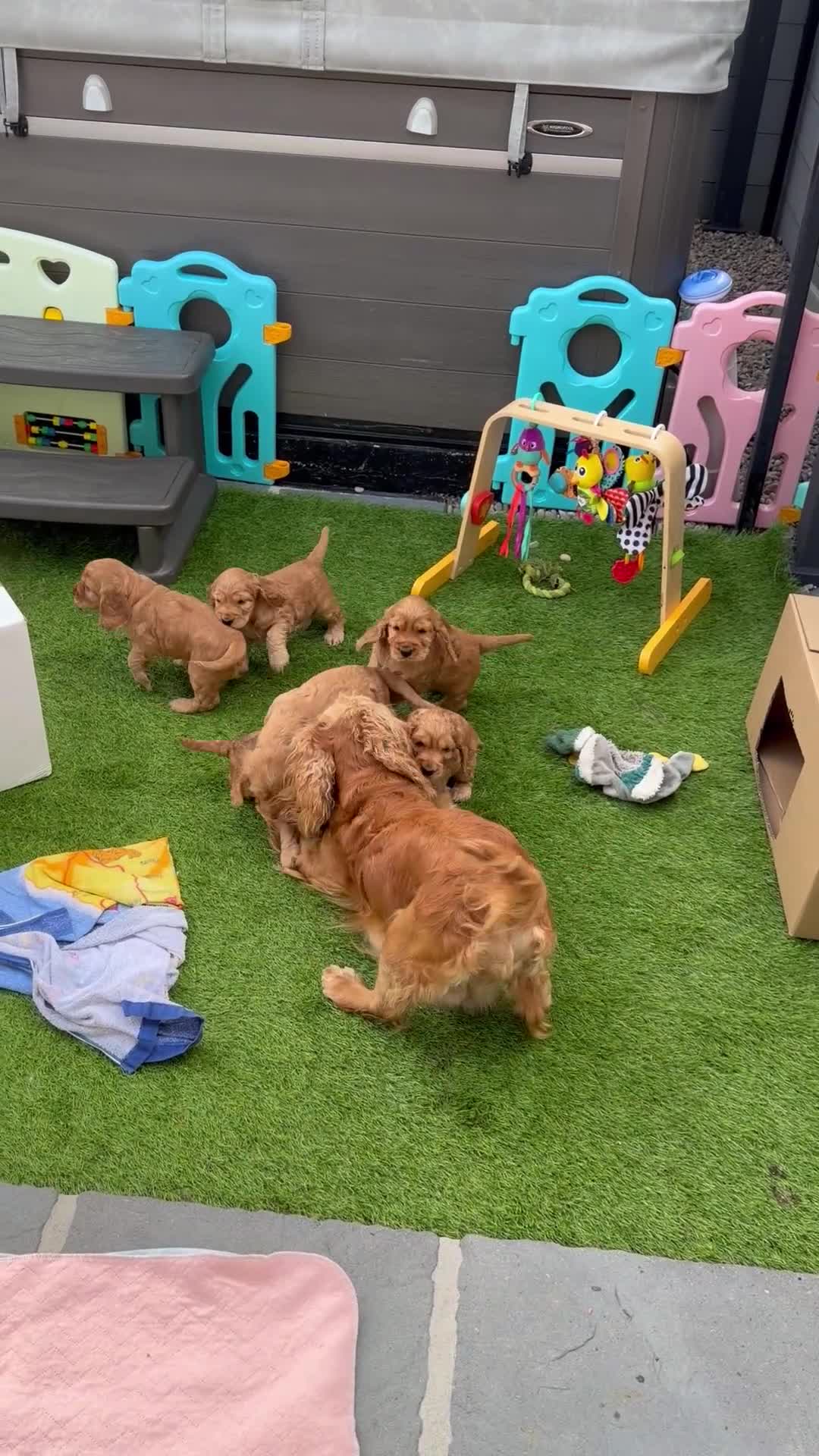 Cocker Spaniel dogs for sale: Show Cocker Spaniel - Video 1