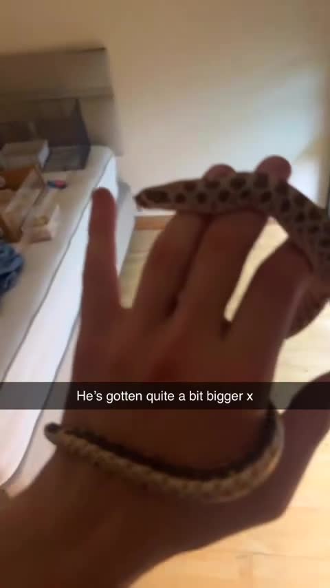 Snake reptiles for sale: CB23 Western Hognose (Male) - Video 1