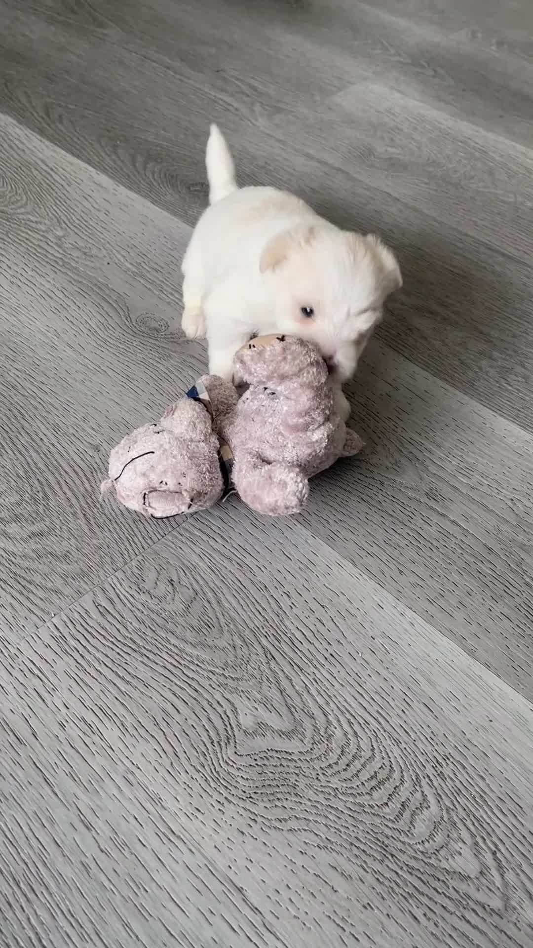 Mixed Breed dogs for sale: Puppies for sale  - Video 2