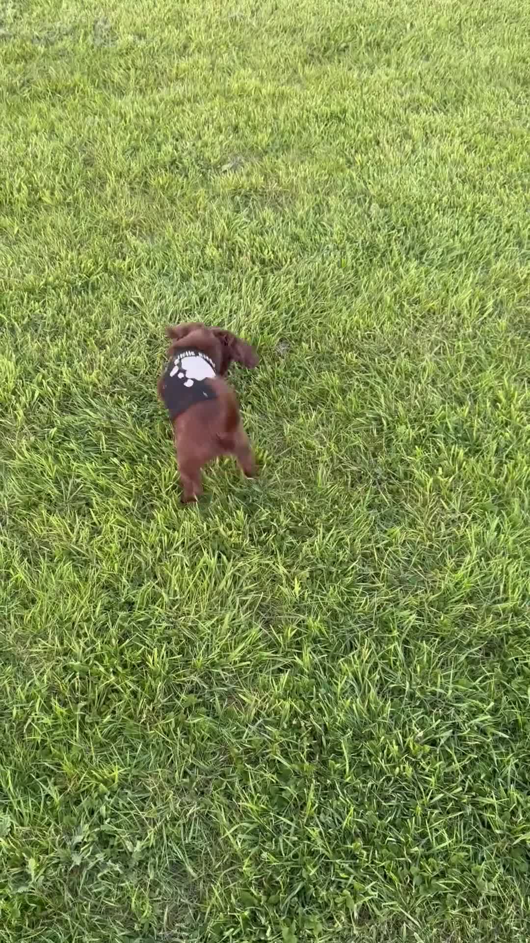 Mixed Breed dogs for sale: 2 left! Chihuahua x Cocker Spaniel cockerhuahua - Video 1