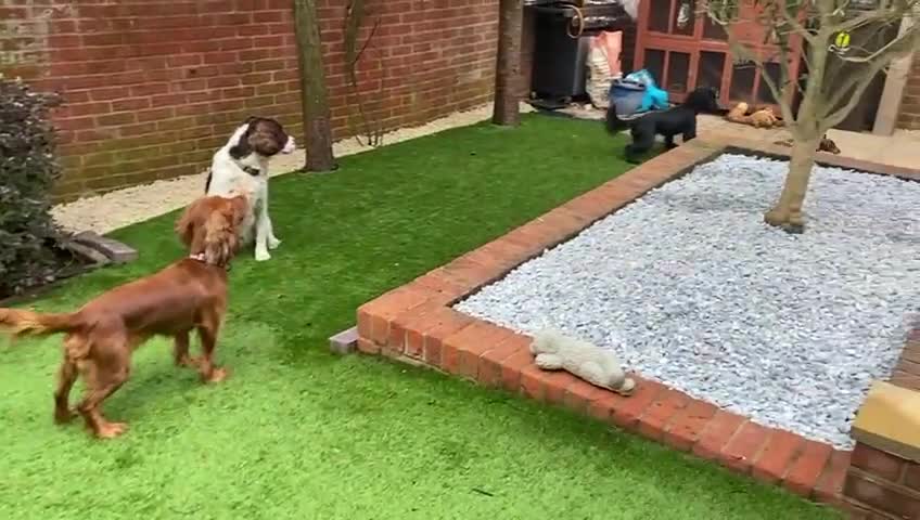 Cocker Spaniel dogs for sale: Family Cocker Spaniel  - Video 1