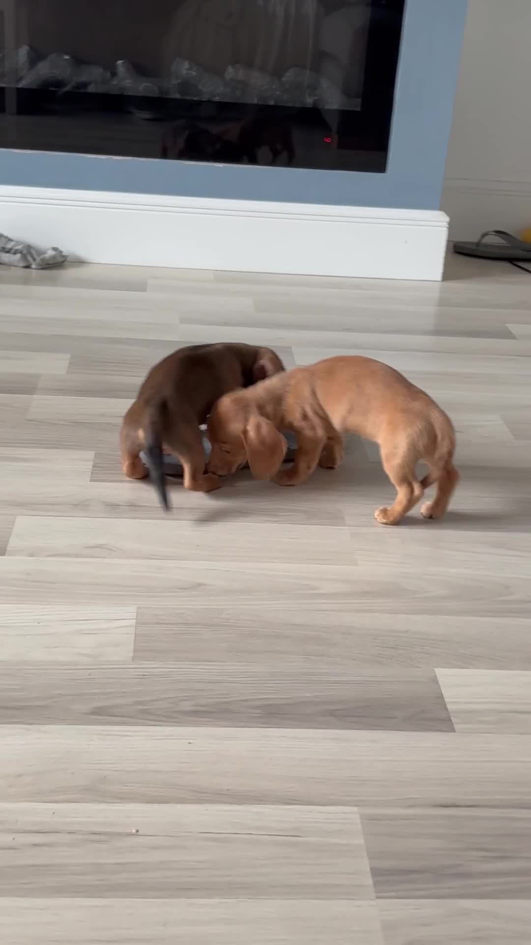 Dachshund dogs for sale: LAST 2 READY NOW Dachshund Puppies (1F, 1M) - Video 1