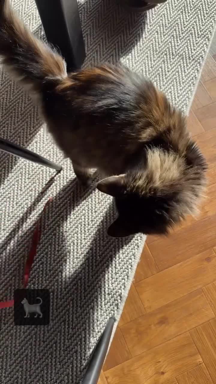 Maine Coon cats for sale: 2 Maine Coon Cats Seeking a Loving New Home - Video 3